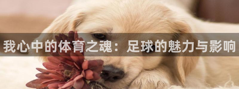 凯发官方正版app集团：我心中的体育之魂：足球的魅力与影响